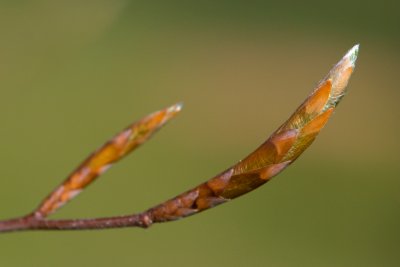 Fagus japonica - buk japonský - pupen